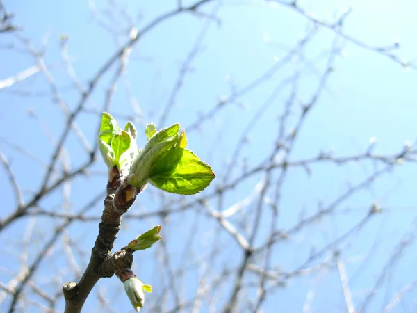 Elma ağacı genç yapraklarda — Stok fotoğraf