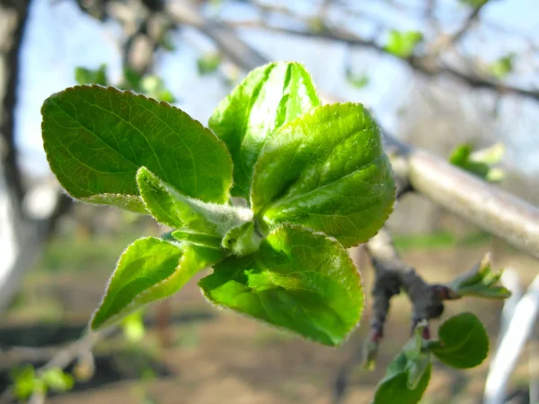 Молодые листья на яблоне — стоковое фото