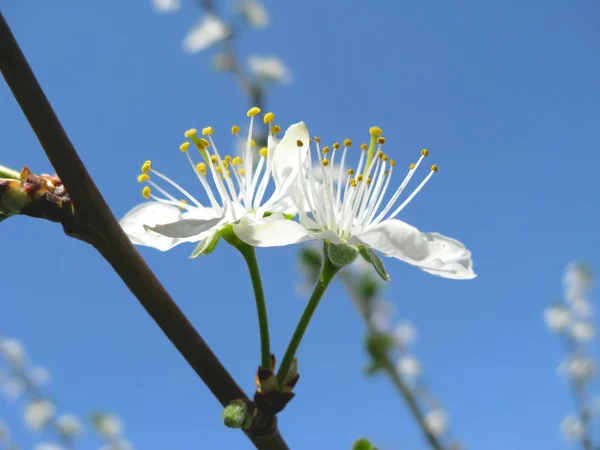 Florecimiento primaveral de ciruelo —  Fotos de Stock