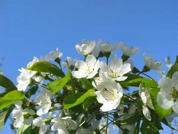 Весеннее цветение вишни — стоковое фото