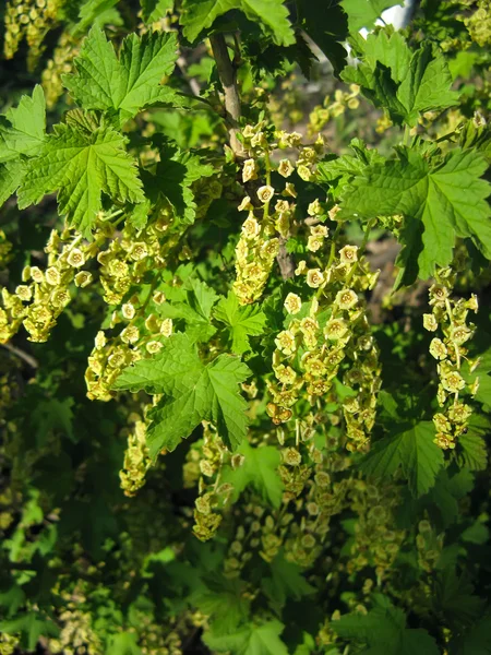 Frenk üzümü çiçekli bahar — Stok fotoğraf