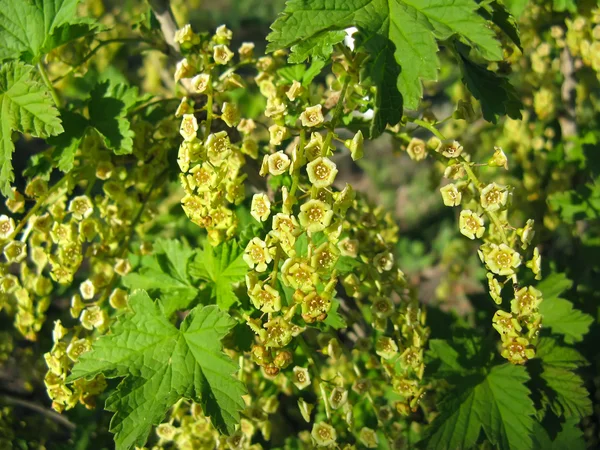Frenk üzümü çiçekli bahar — Stok fotoğraf