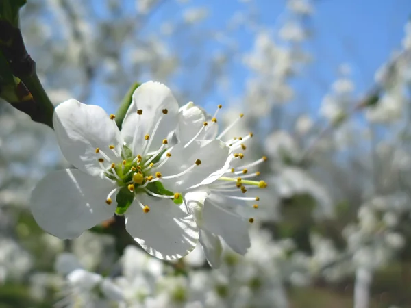 Floração de primavera de ameixeira — Fotografia de Stock