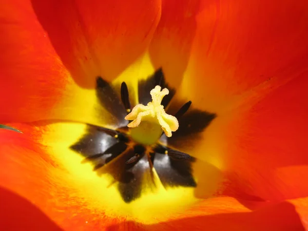 Hart van rode gele tulp — Stockfoto