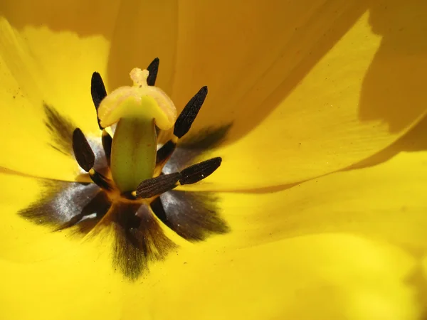 Wnętrze żółtego tulipana — Zdjęcie stockowe