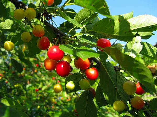 stock image Cherry-tree