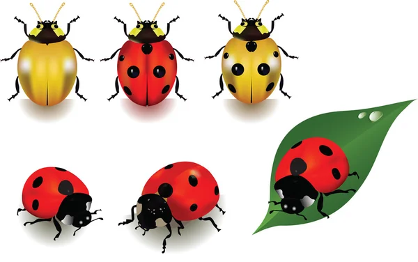 Ladybugs — Stock Vector © sonechko #3664592