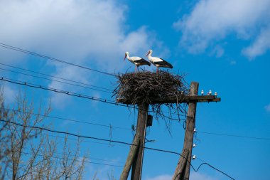 Stork's nest