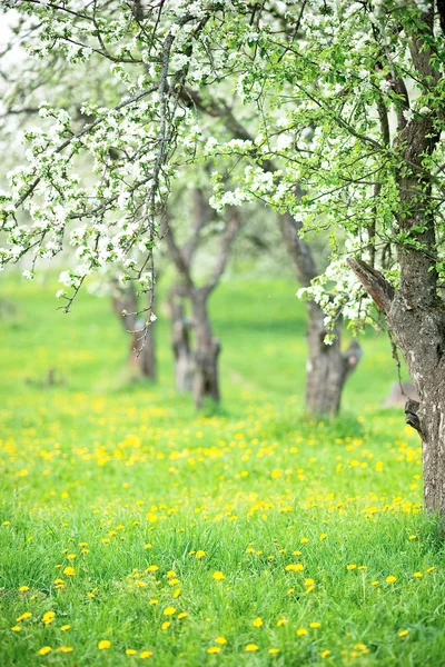 stock image Blooming garden