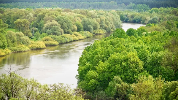 stock image Forest and river