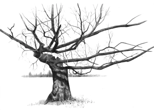 Menggambar Pensil Pohon Tua yang Ditusuk — Stok Foto