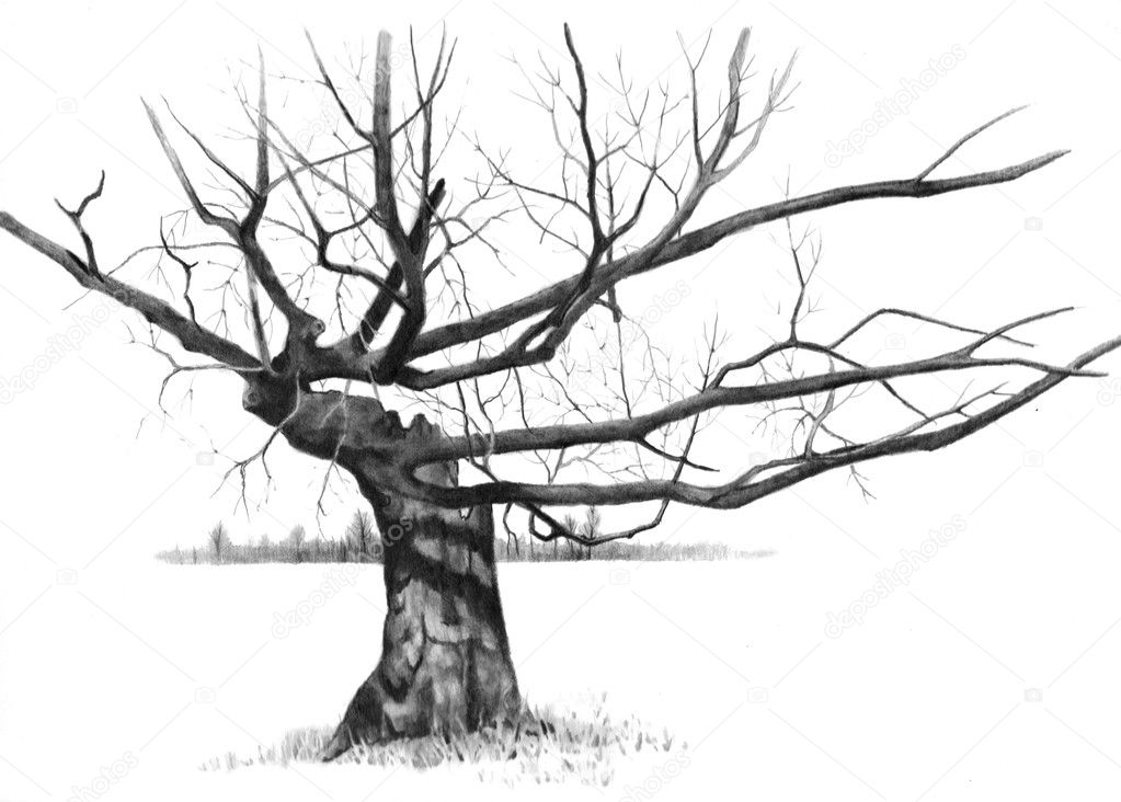 Pencil Drawing of Gnarled Old Tree