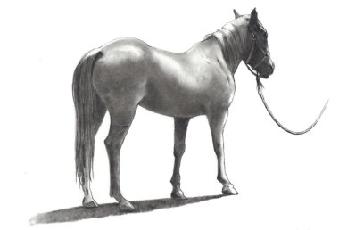 Pencil Drawing of Horse on Rope clipart