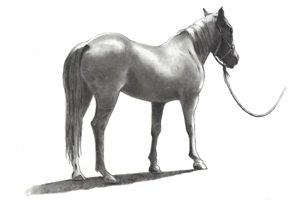 Blyertsteckning av hästen på rep — Stockfoto