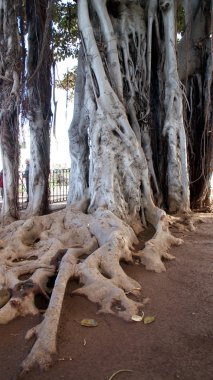 Tenerife, Kanarya Adaları, İspanya