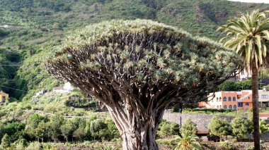 Tenerife, Kanarya Adaları, İspanya