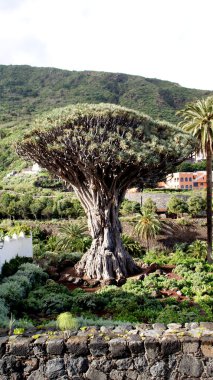 Tenerife, Kanarya Adaları, İspanya