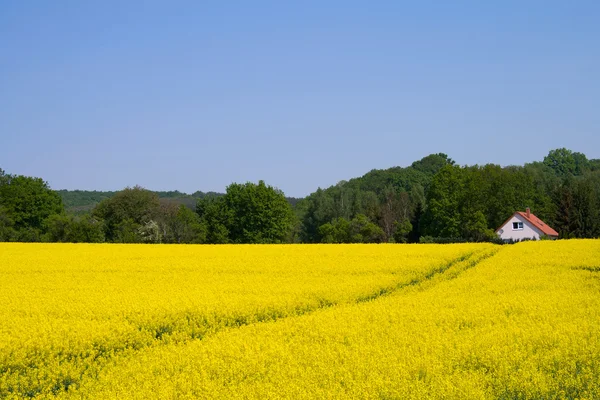 Stock image Rape Field