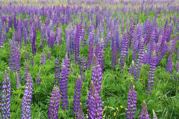 stock image Purple flowers