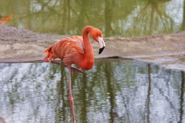 Moskova hayvanat bahçesinde flamingo bir kuştur