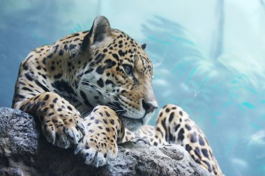 A jaguar is in the Moscow zoo