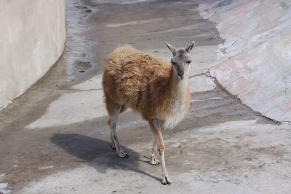 Lama animal — Photo