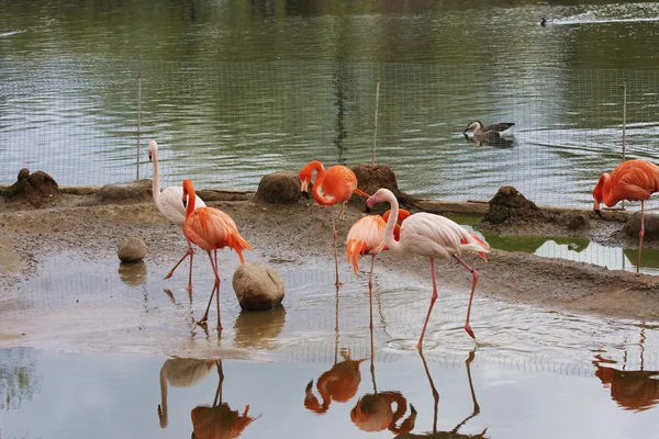 En fågel av flamingo är i Moskva zoo — Stockfoto