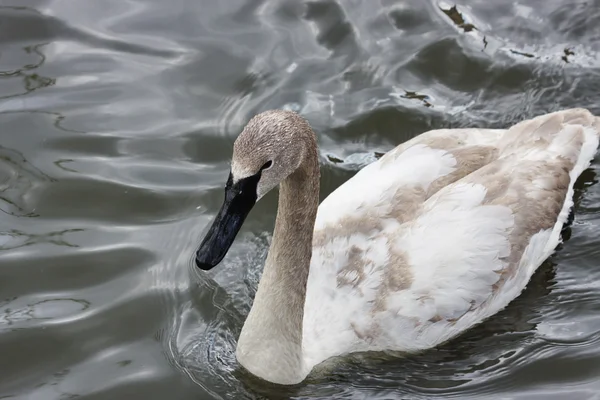 Cisne blanco en un estanque — Foto de Stock