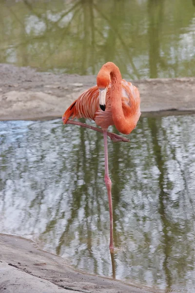 Um pássaro de flamingo está no zoológico de Moscou — Fotografia de Stock