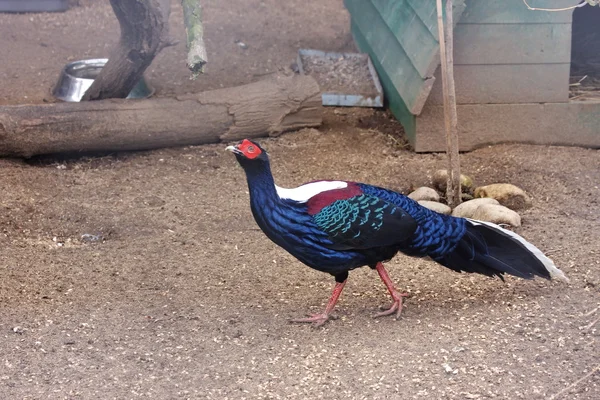 Pheasant is in the Moscow zoo — Stock Photo, Image