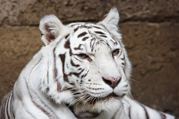 モスクワ動物園でトラは — ストック写真