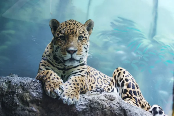 En jaguar är i Moskva zoo — Stockfoto