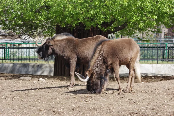 A moszkvai állatkert van egy antilop — Stock Fotó