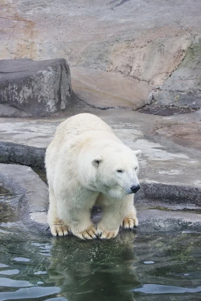 Μια πολική αρκούδα είναι στο ζωολογικό κήπο Μόσχας — Φωτογραφία Αρχείου