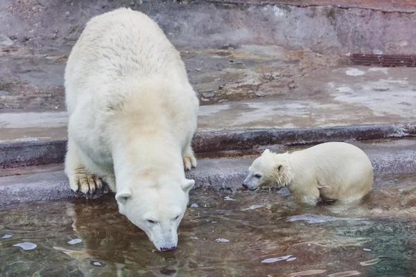 Μια πολική αρκούδα είναι στο ζωολογικό κήπο Μόσχας — Φωτογραφία Αρχείου