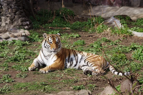 Μια τίγρη είναι στο ζωολογικό κήπο Μόσχας — Φωτογραφία Αρχείου