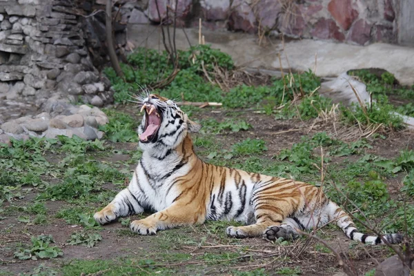 Μια τίγρη είναι στο ζωολογικό κήπο Μόσχας — Φωτογραφία Αρχείου