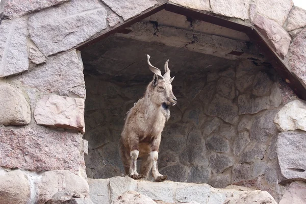 Moskova hayvanat bahçesinde bir keçi olduğunu — Stok fotoğraf