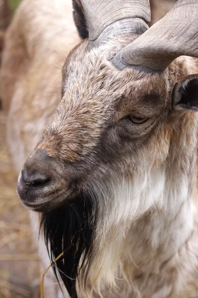 Uma cabra está no zoológico de Moscovo — Fotografia de Stock