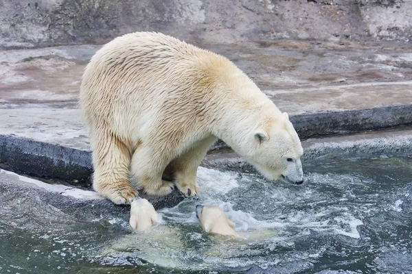 一只北极熊是在莫斯科动物园里 — 图库照片
