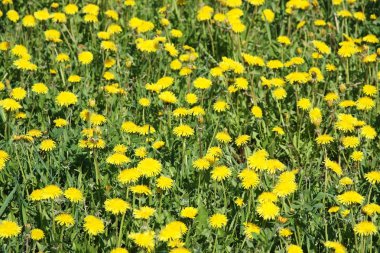 parlak sarı dandelions çayır üzerinde