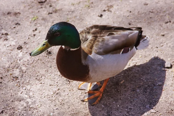 stock image Beautiful duck