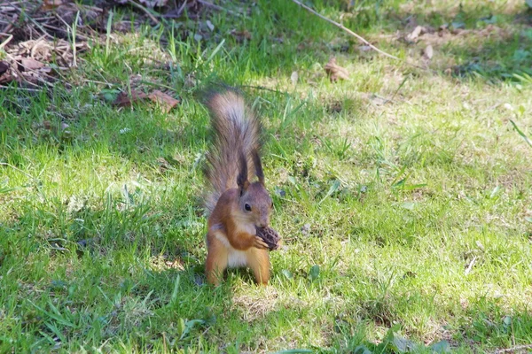 A zöld gyepen mókus — Stock Fotó