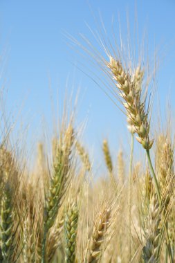 gitmedenen spikelets