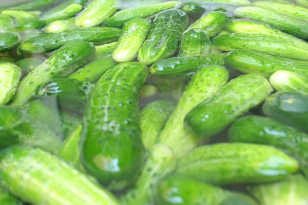 Cucumbers in the water — Stock Photo, Image