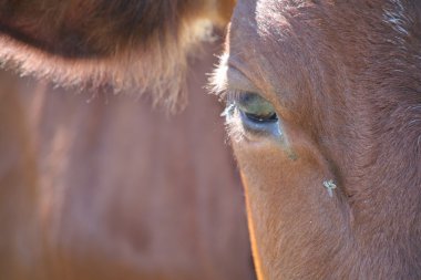 Cow eye clipart