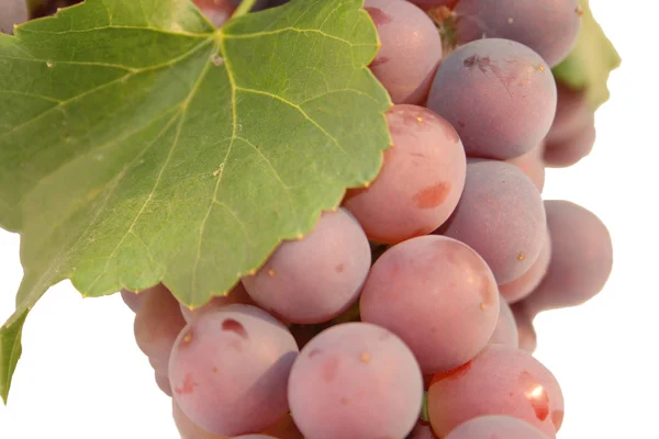 Pink grape — Stock Photo, Image