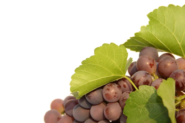Виноградный банч — стоковое фото