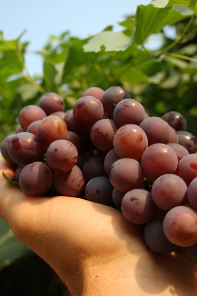 Druivenmost op een hand — Stockfoto