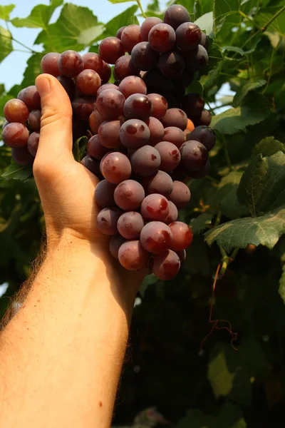 Picken druif — Stockfoto